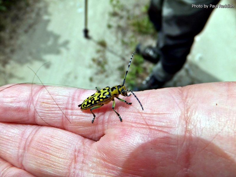 Slovenia Fly Fishing
