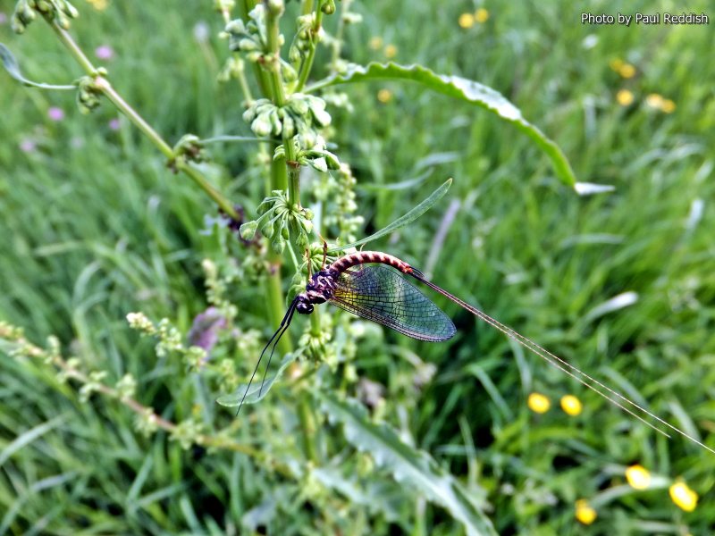 Slovenia Fly Fishing