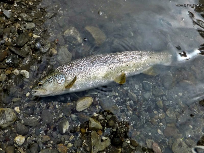 Slovenia Fly Fishing