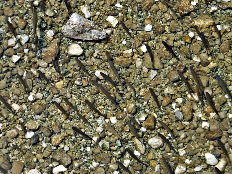 Slovenia Fly Fishing