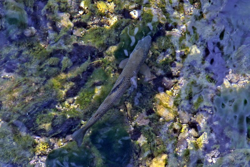 Slovenia Fly Fishing