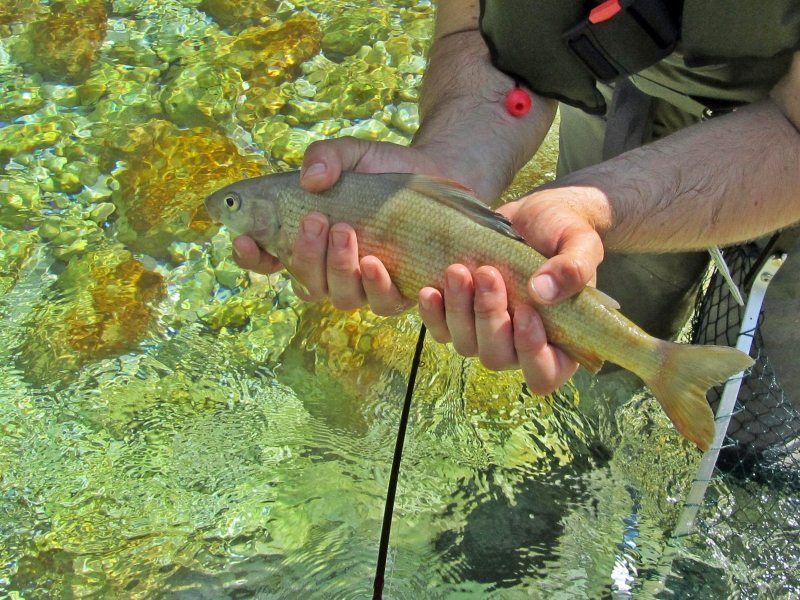Slovenia Fly Fishing