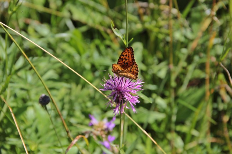 Slovenia Fly Fishing