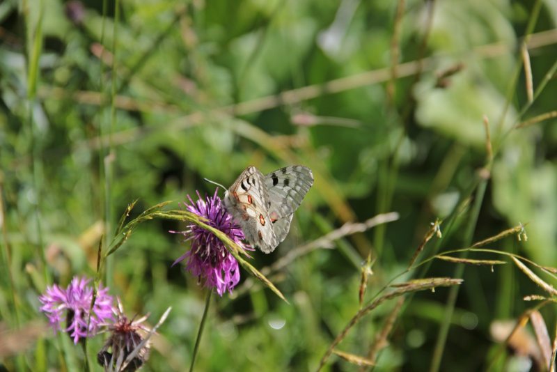 Slovenia Fly Fishing