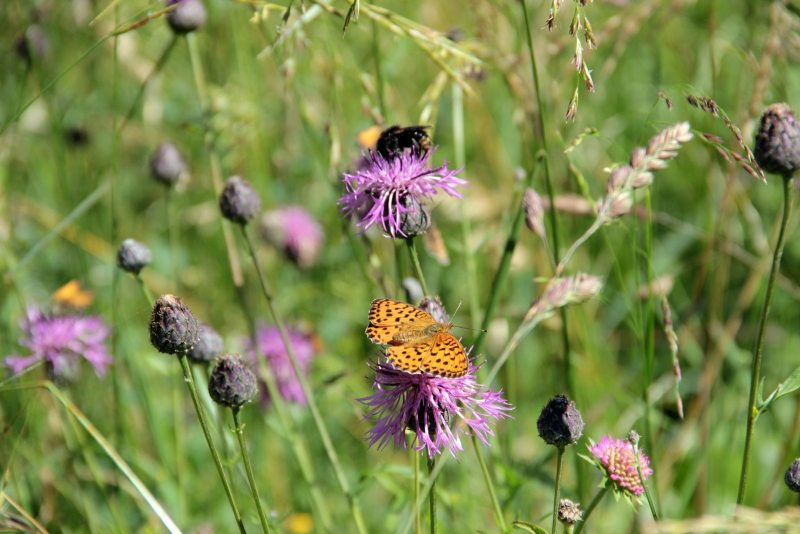 Slovenia Fly Fishing