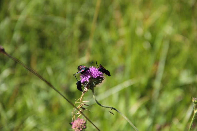 Slovenia Fly Fishing