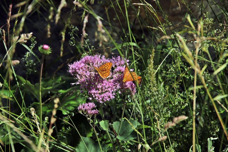 Slovenia Fly Fishing