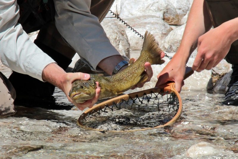 Slovenia Fly Fishing