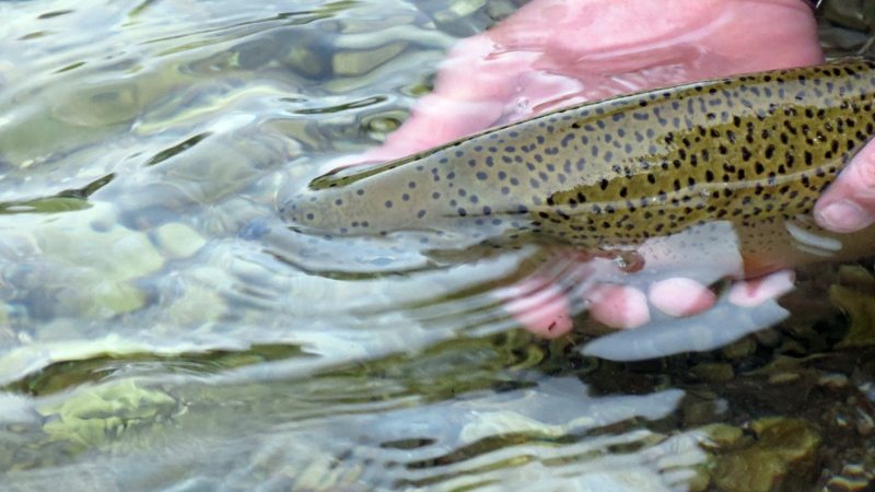 Slovenia Fly Fishing