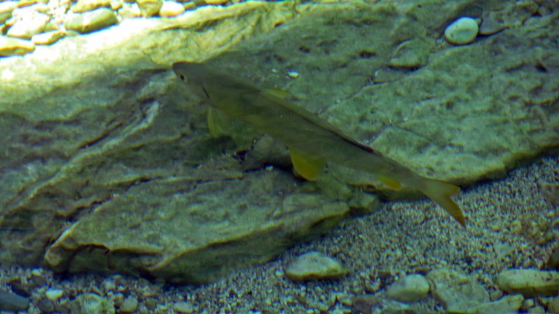 Slovenia Fly Fishing