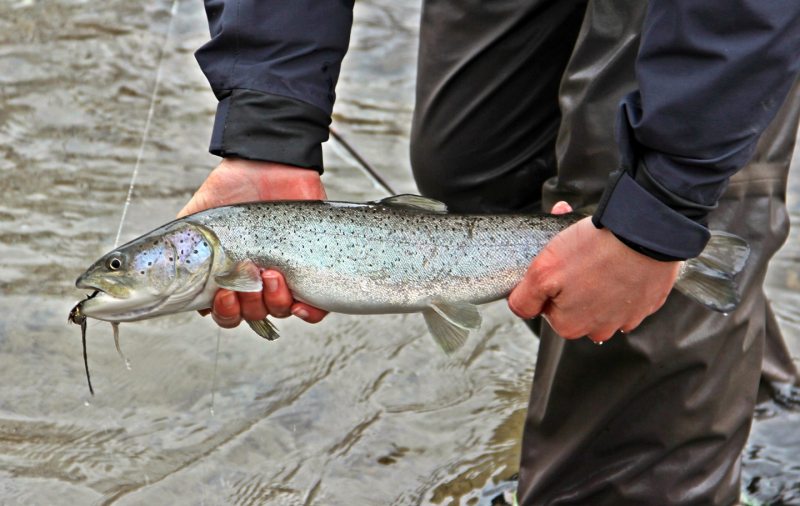 Slovenia Fly Fishing