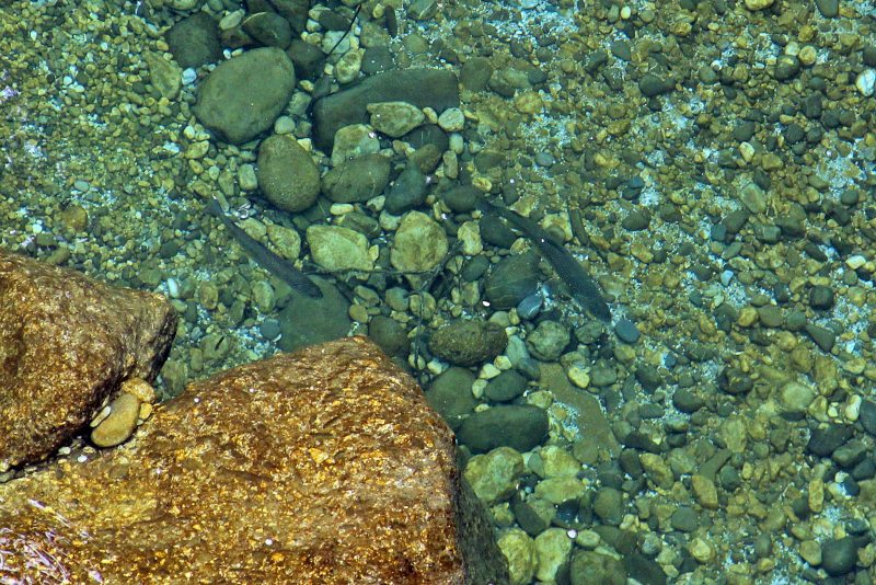 Slovenia Fly Fishing