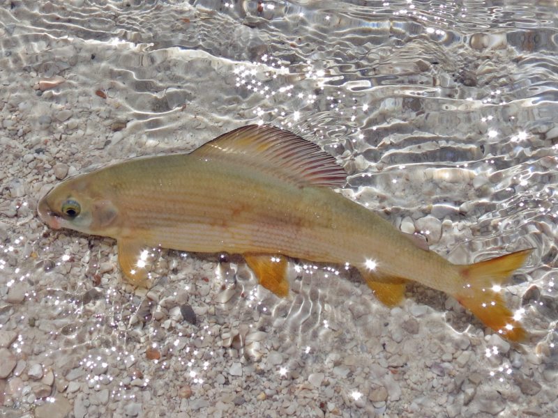 Slovenia Fly Fishing