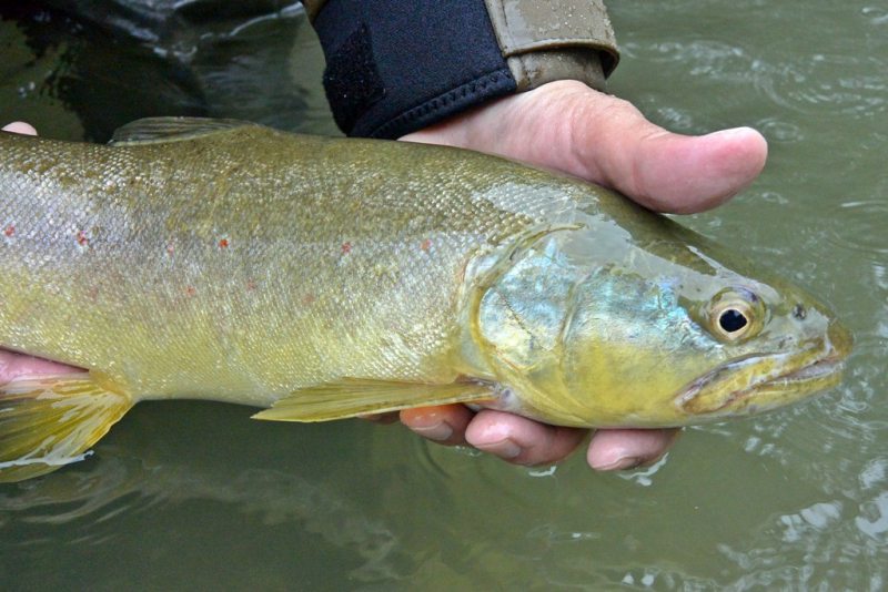 Slovenia Fly Fishing
