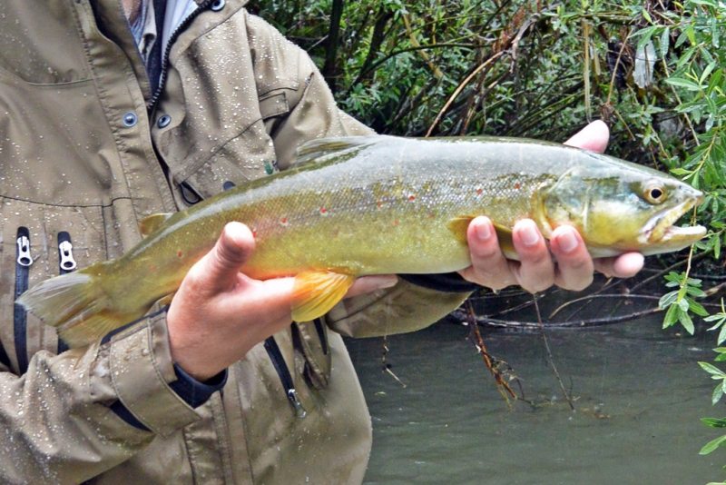 Slovenia Fly Fishing