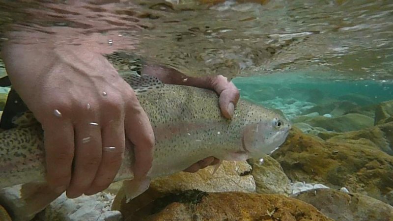 Slovenia Fly Fishing