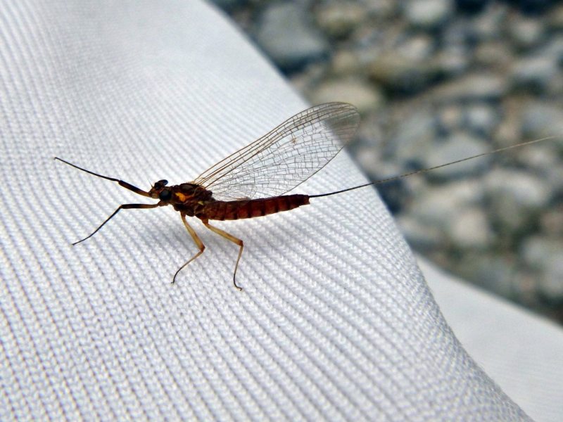 Slovenia Fly Fishing