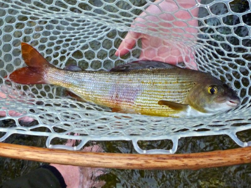 Slovenia Fly Fishing