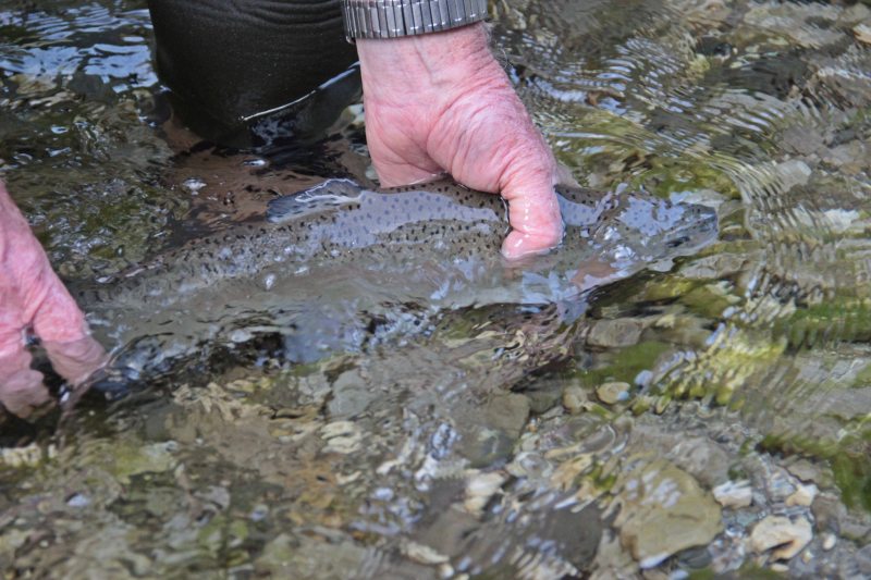 Slovenia Fly Fishing