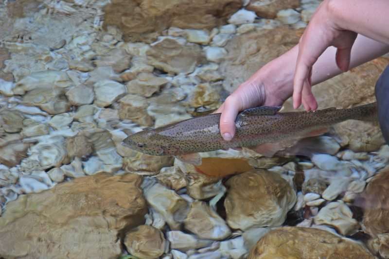 Slovenia Fly Fishing