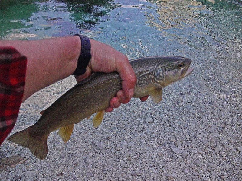 Slovenia Fly Fishing