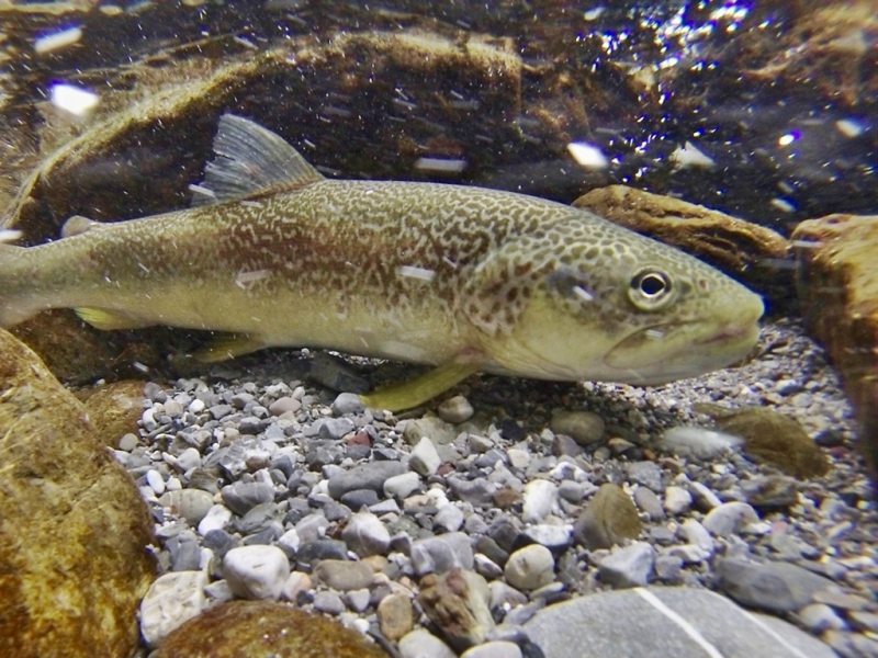 Slovenia Fly Fishing