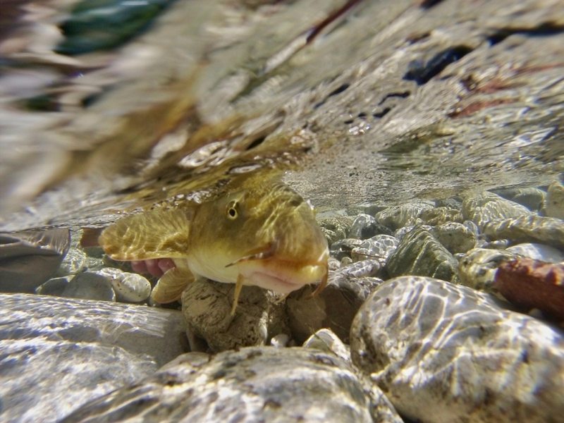Slovenia Fly Fishing
