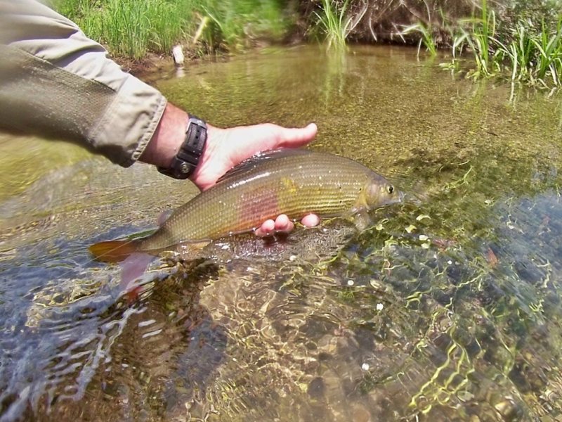 Slovenia Fly Fishing