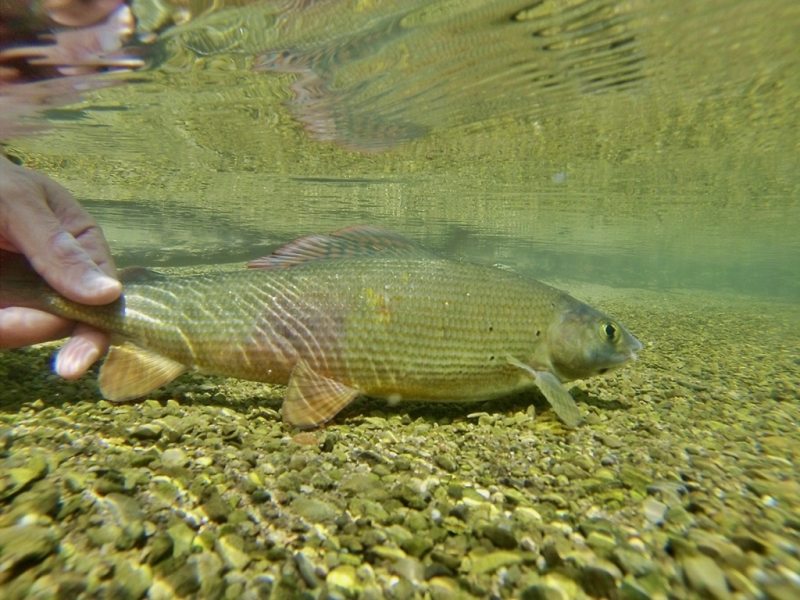 Slovenia Fly Fishing