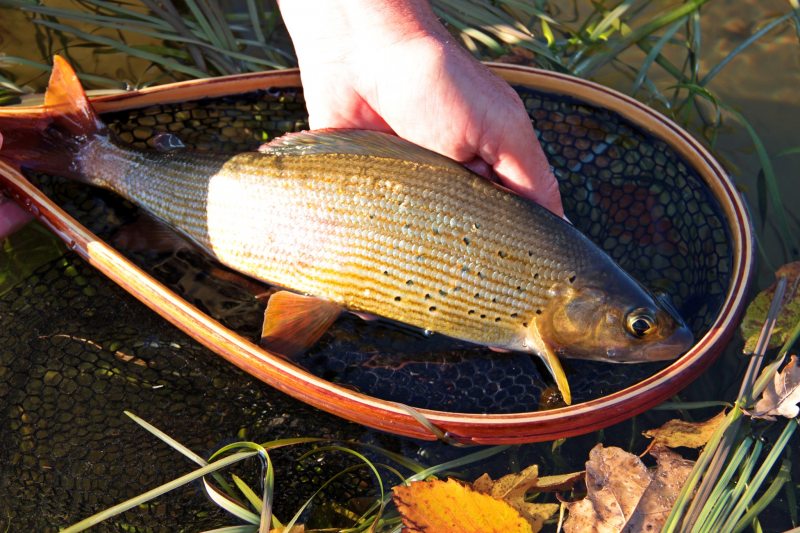 Slovenia Fly Fishing