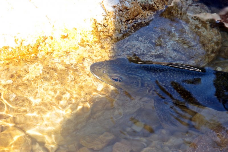 Slovenia Fly Fishing