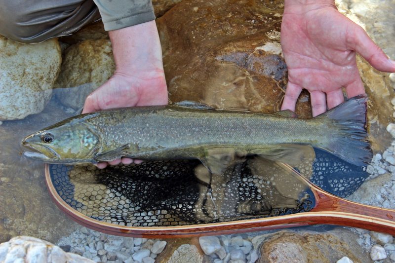 Slovenia Fly Fishing