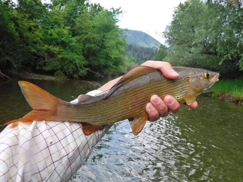 Slovenia Fly Fishing
