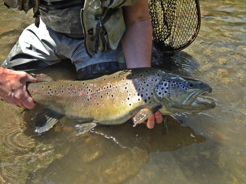 Slovenia Fly Fishing