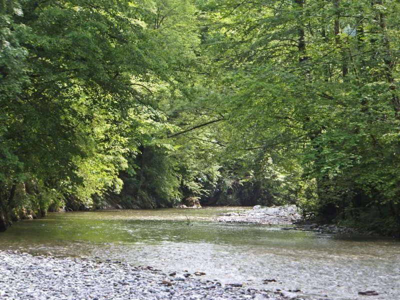 Baca Hidden Woods Baca Hidden Woods