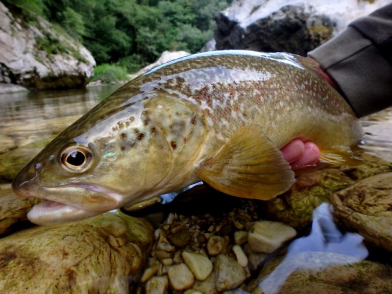 OLYMPUS DIGITAL CAMERA OLYMPUS DIGITAL CAMERA