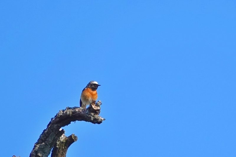 Redstart on branch