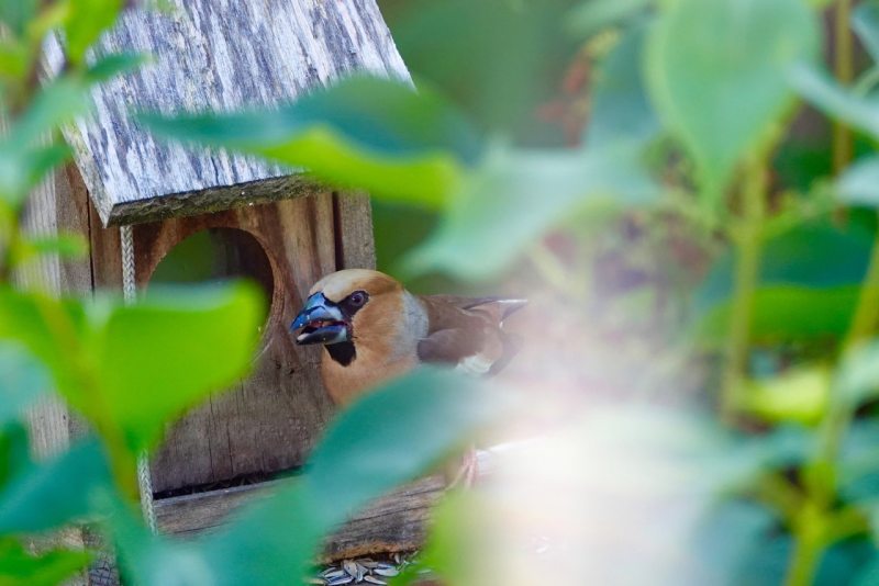 Front view Shy Hawfinch on garden bird feeder