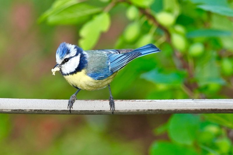 Blue Tit with Grub