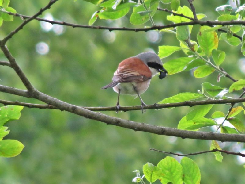 Red Back Shrike
