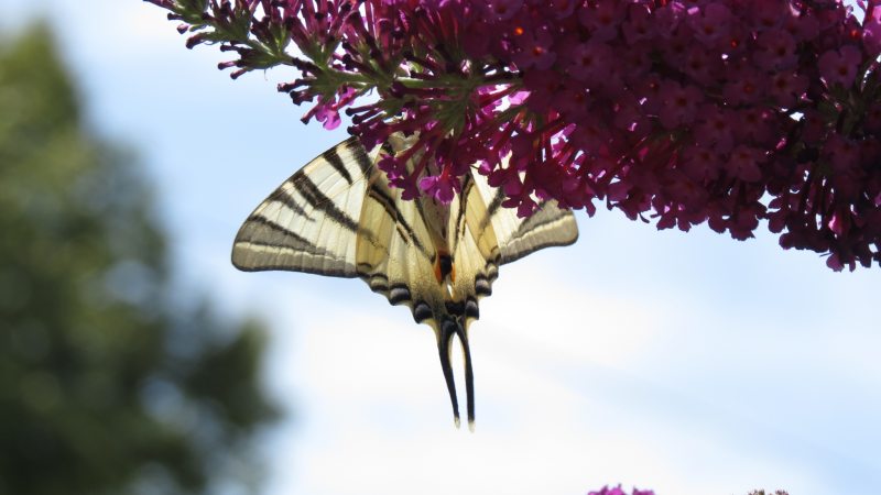 Scarce Swallowtail Butterfly