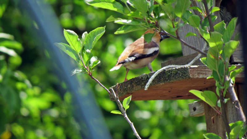 Side view Shy Hawfinch on garden bird feeder
