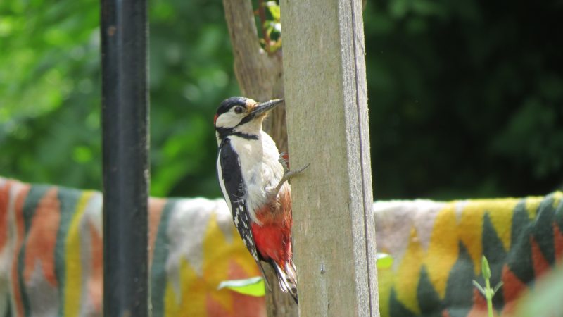 Great Spotted Woodpecker