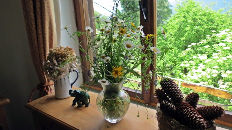 Slovenia's Summer Wildflowers