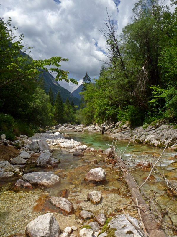 Marble Trout Slovenia Idrijca Fly Fishing Grayling Rainbow