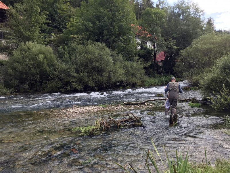 Marble Trout Slovenia Idrijca Fly Fishing Soca Soča Brown Trout