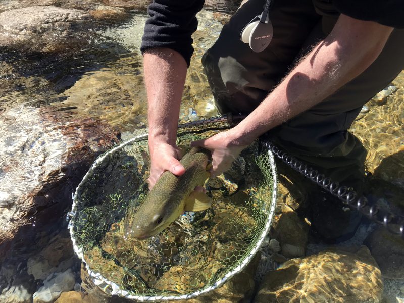 Marble Trout Slovenia Idrijca Fly Fishing Grayling Rainbow