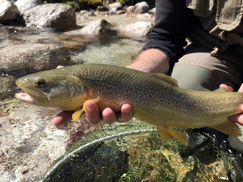Marble Trout Slovenia Idrijca Fly Fishing Soca Soča Hybrid