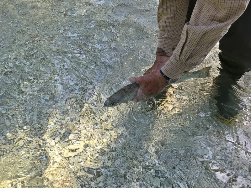 Marble Trout Slovenia Idrijca Fly Fishing Soca Soča pêche à la mouche la slovénie Fliegenfischen Slowenien