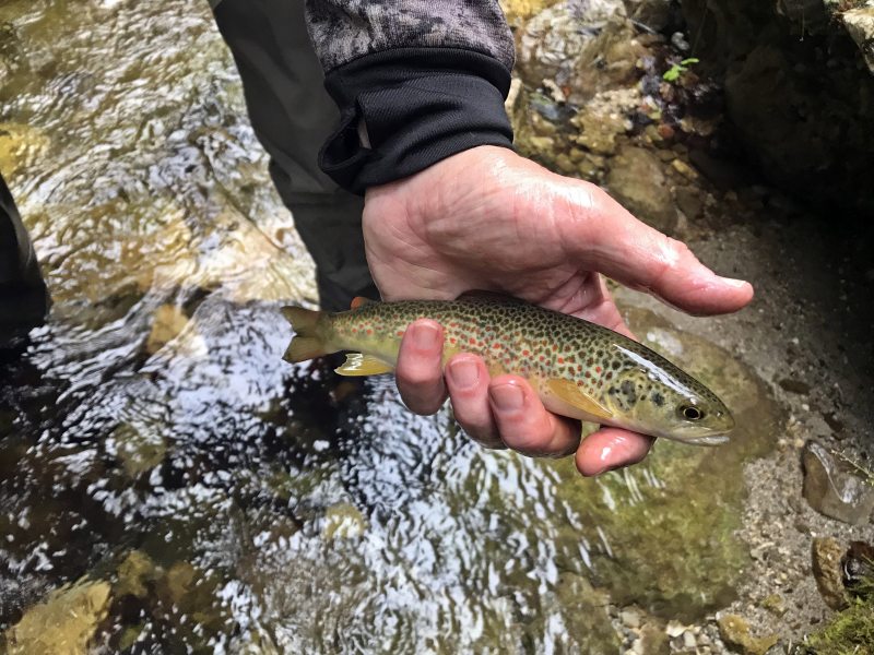Marble Trout Slovenia Idrijca Fly Fishing Soca Soča Brown Trout pêche à la mouche la slovénie
